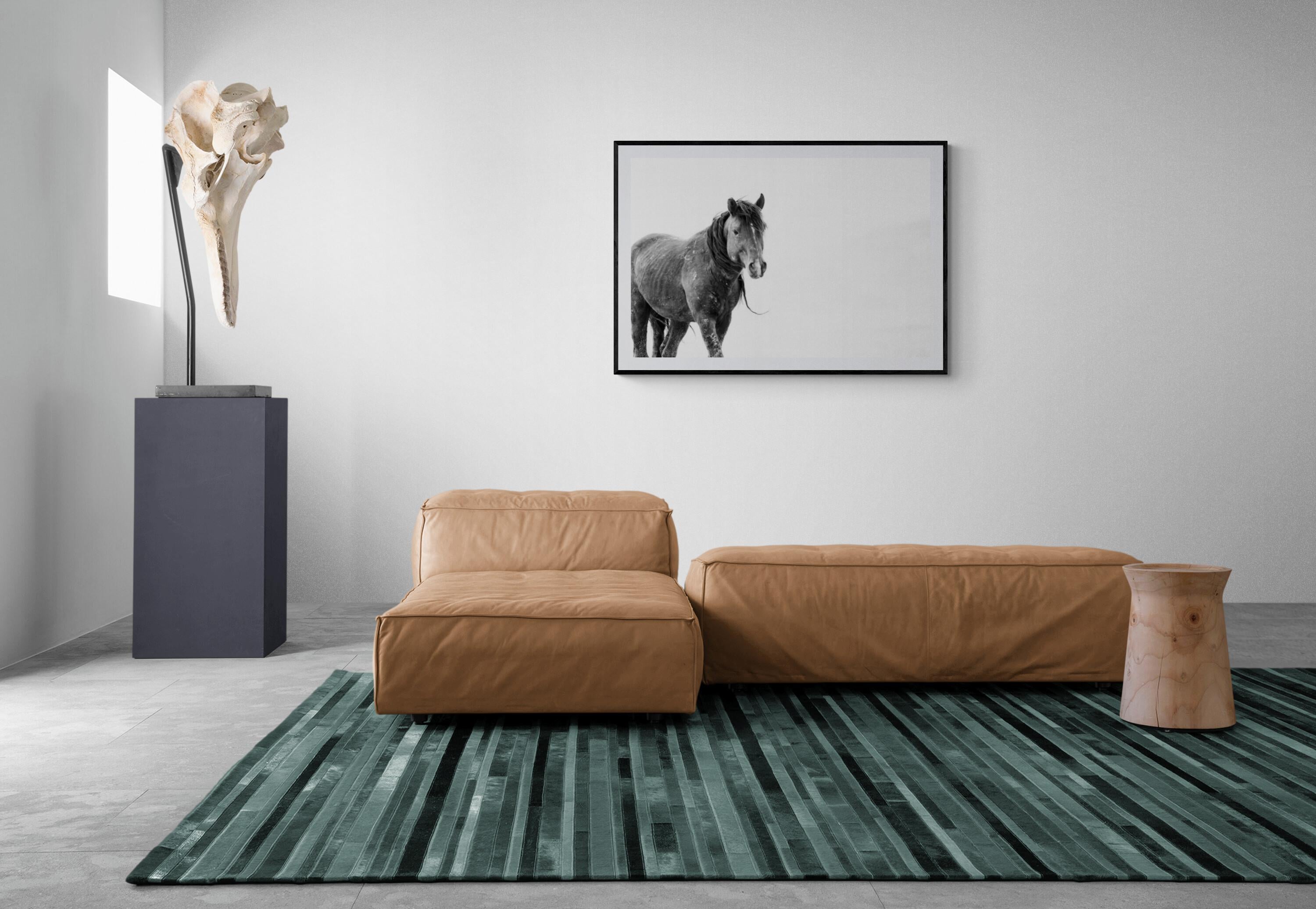 SOLO 36x48  Black & White Photography, Wild Horses Mustang Fine Art Unsiged 1