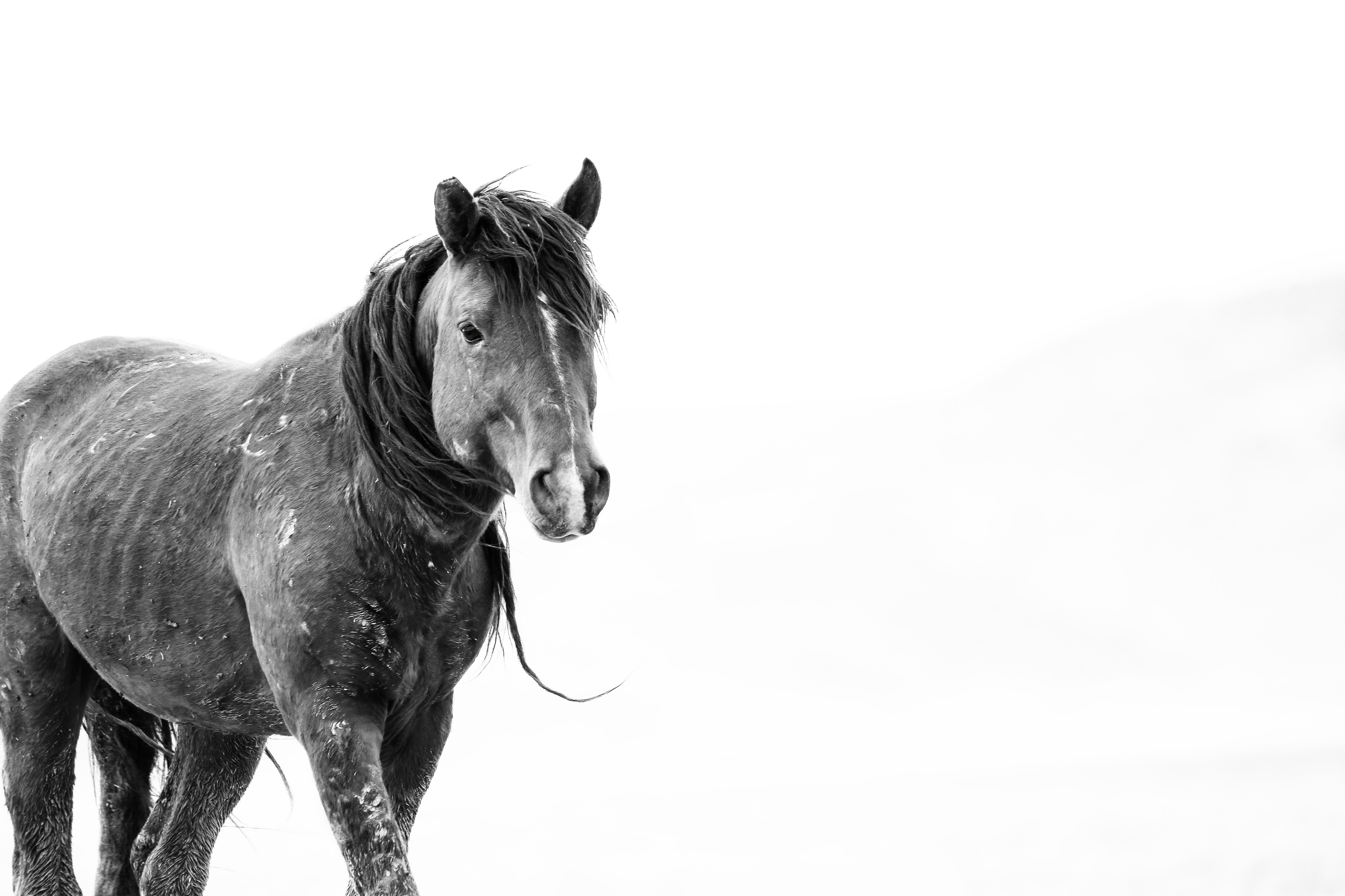 Shane Russeck Animal Print – SOLO 36x48  Schwarz-Weiß-Fotografie, Senffotografie mit Wildpferden