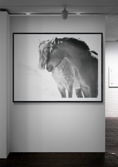Soulmates 30x40 Black and White  Photography of Wild Horses Mustangs Photograph