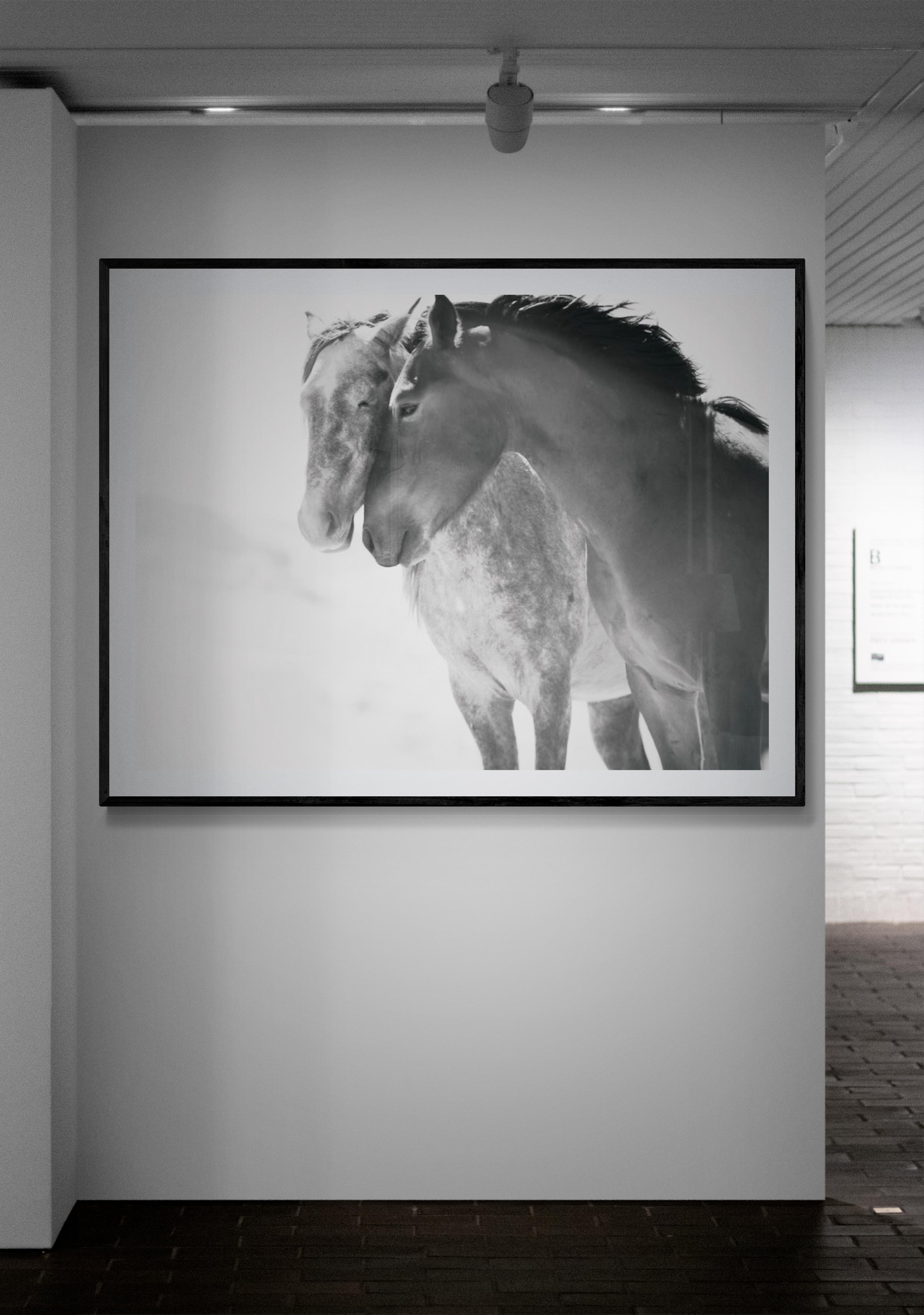 Il s'agit d'une photographie contemporaine en noir et blanc de Mustangs sauvages de Californie du Nord. 
