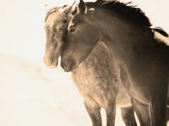 Soulmates 36x48 - Photography of Wild Horses Mustangs Photograph Unsinged Sepia