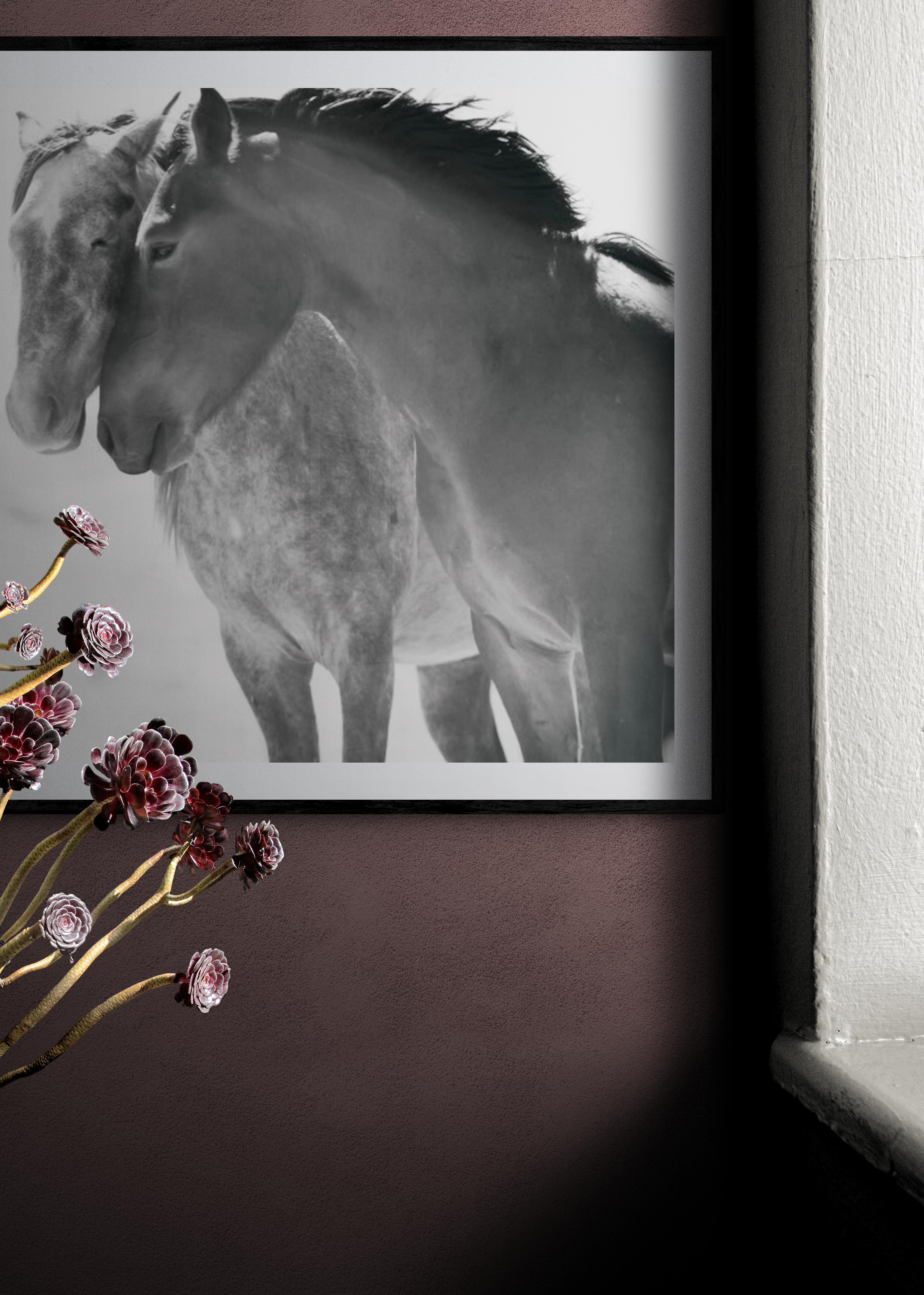 Soulmates - Photographie en noir et blanc de chevaux sauvages moutardes, 40x60 en vente 5