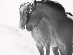 „Soulmates“ Schwarz-Weiß-Fotografie von Wildpferden in Mustangs, 40x60