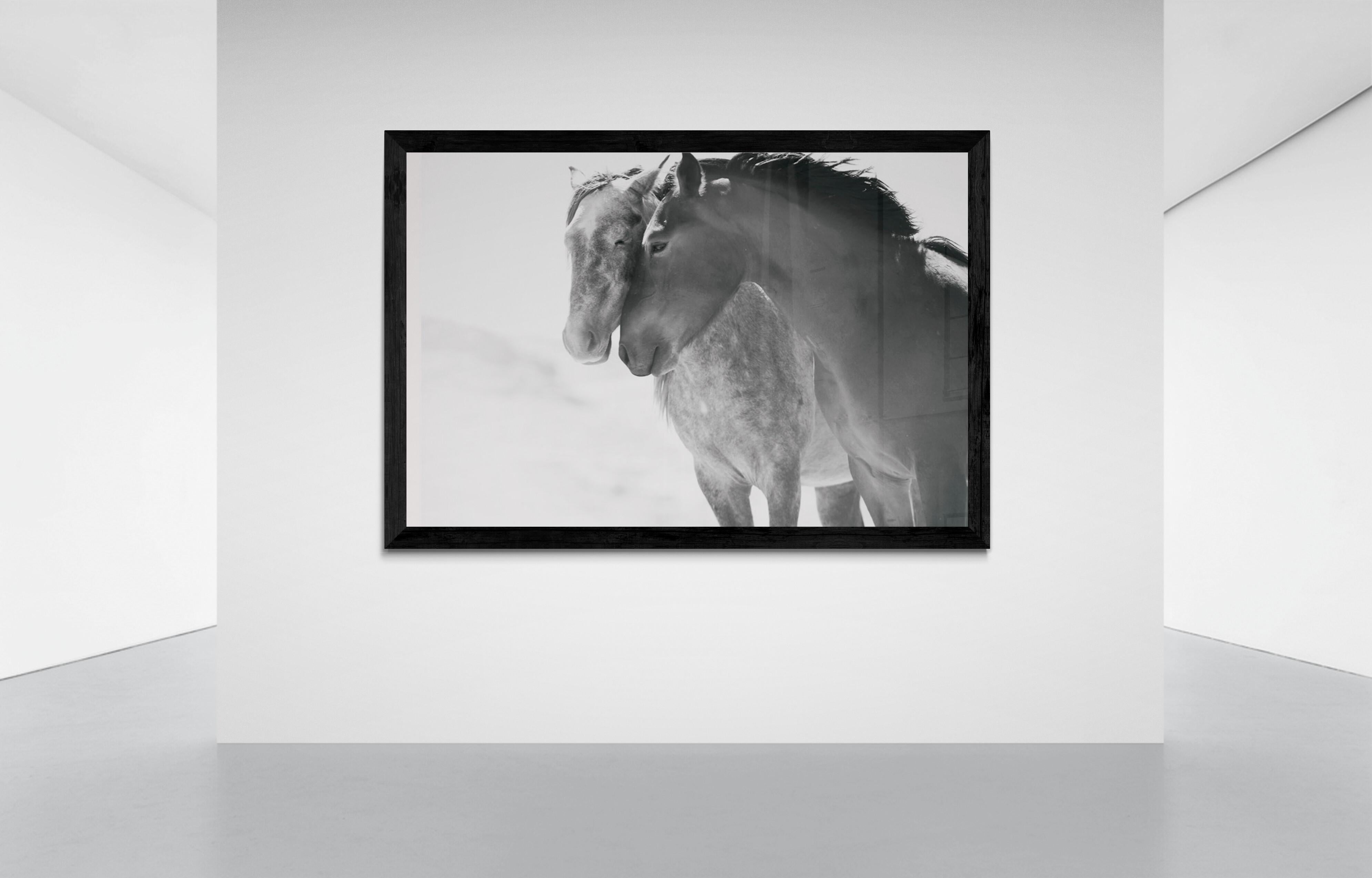 Anime gemelle 60x90  Fotografia in bianco e nero di cavalli selvaggi Mustangs Photograph - Print di Shane Russeck