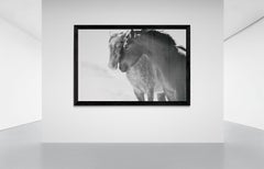Soulmates 60x90  Black and White Photography of Wild Horses Mustangs Photograph