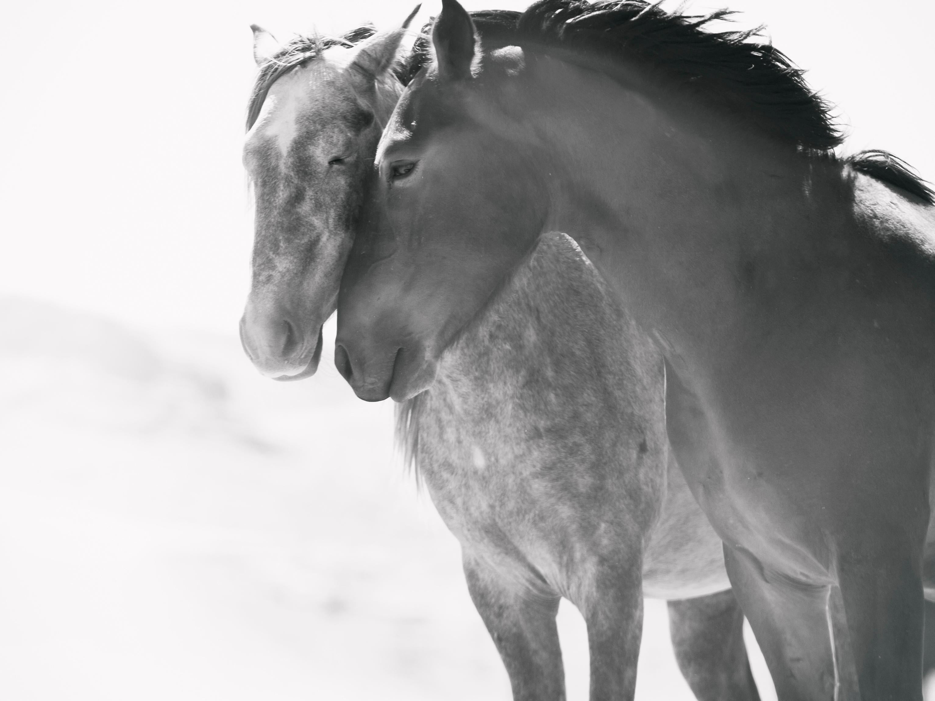 Shane Russeck Black and White Photograph – Seelenverwandte 60x90  Schwarz-Weiß-Fotografie von Wildpferden und Senffotografie 