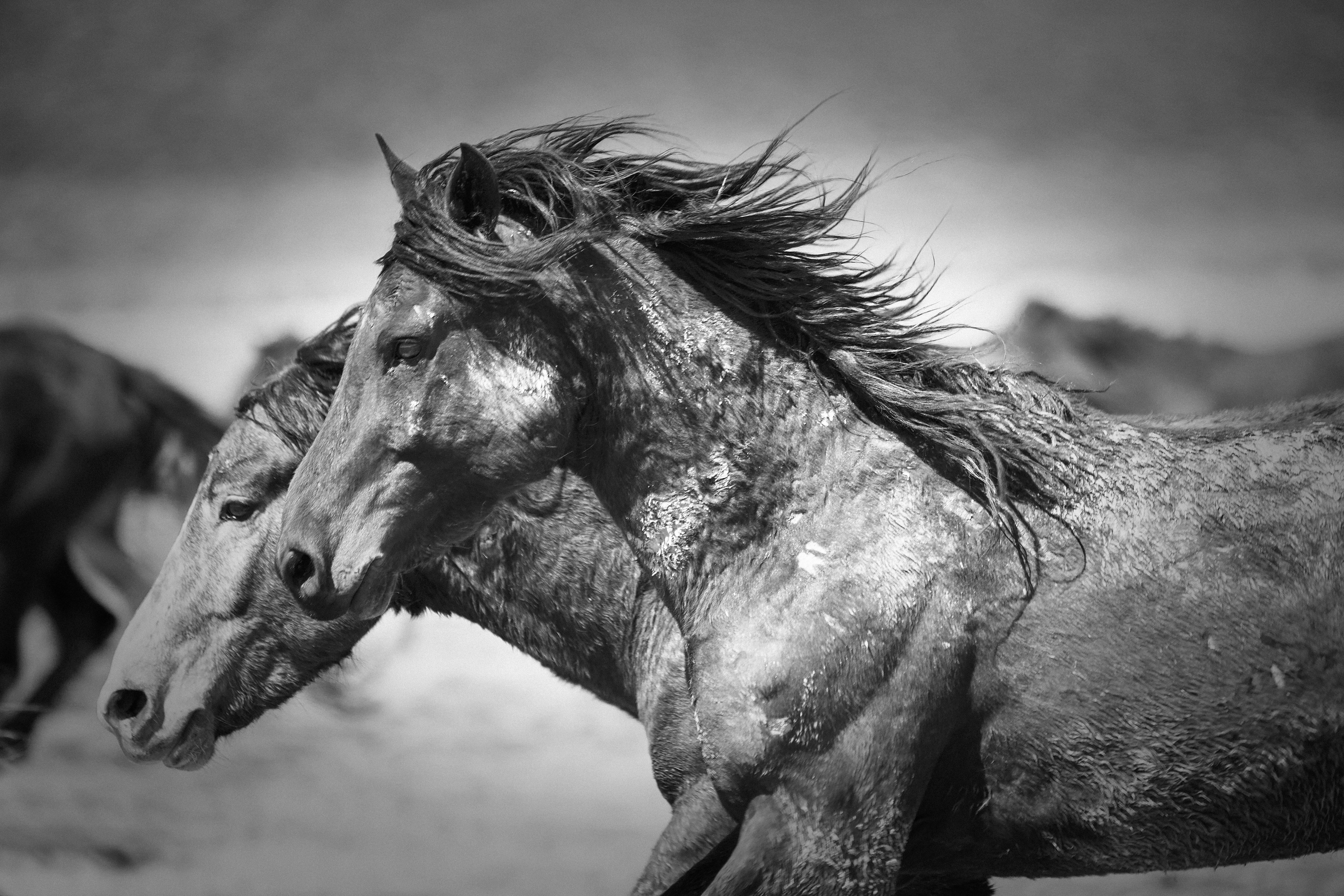 Animal Print Shane Russeck - Statuesque 40x60 Photographie en noir et blanc des chevaux sauvages Mustangs