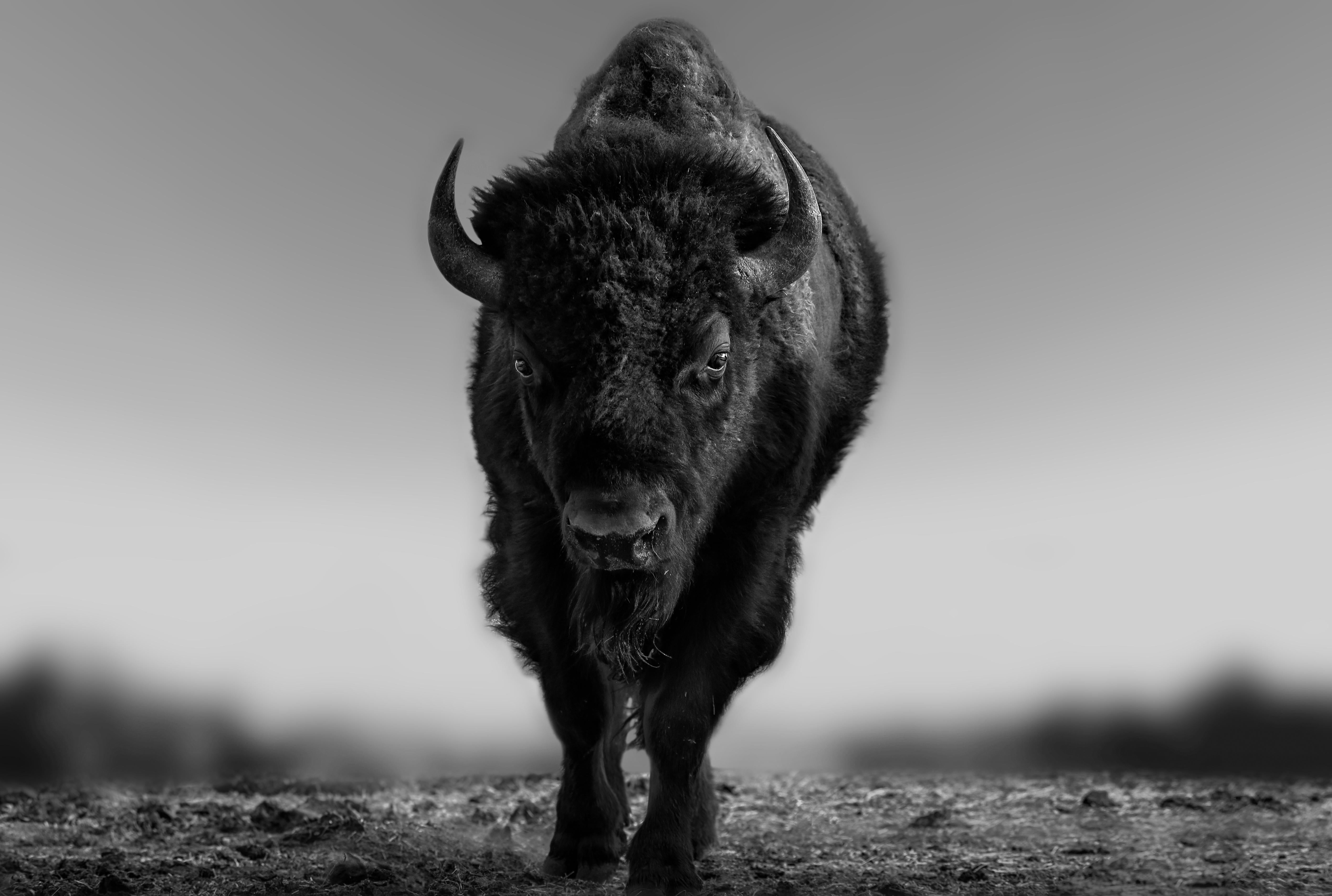 Shane Russeck Animal Print –  „The Beast“ 28x40 – Schwarz-Weiß-Fotografie von Bison, Buffalo Western Art