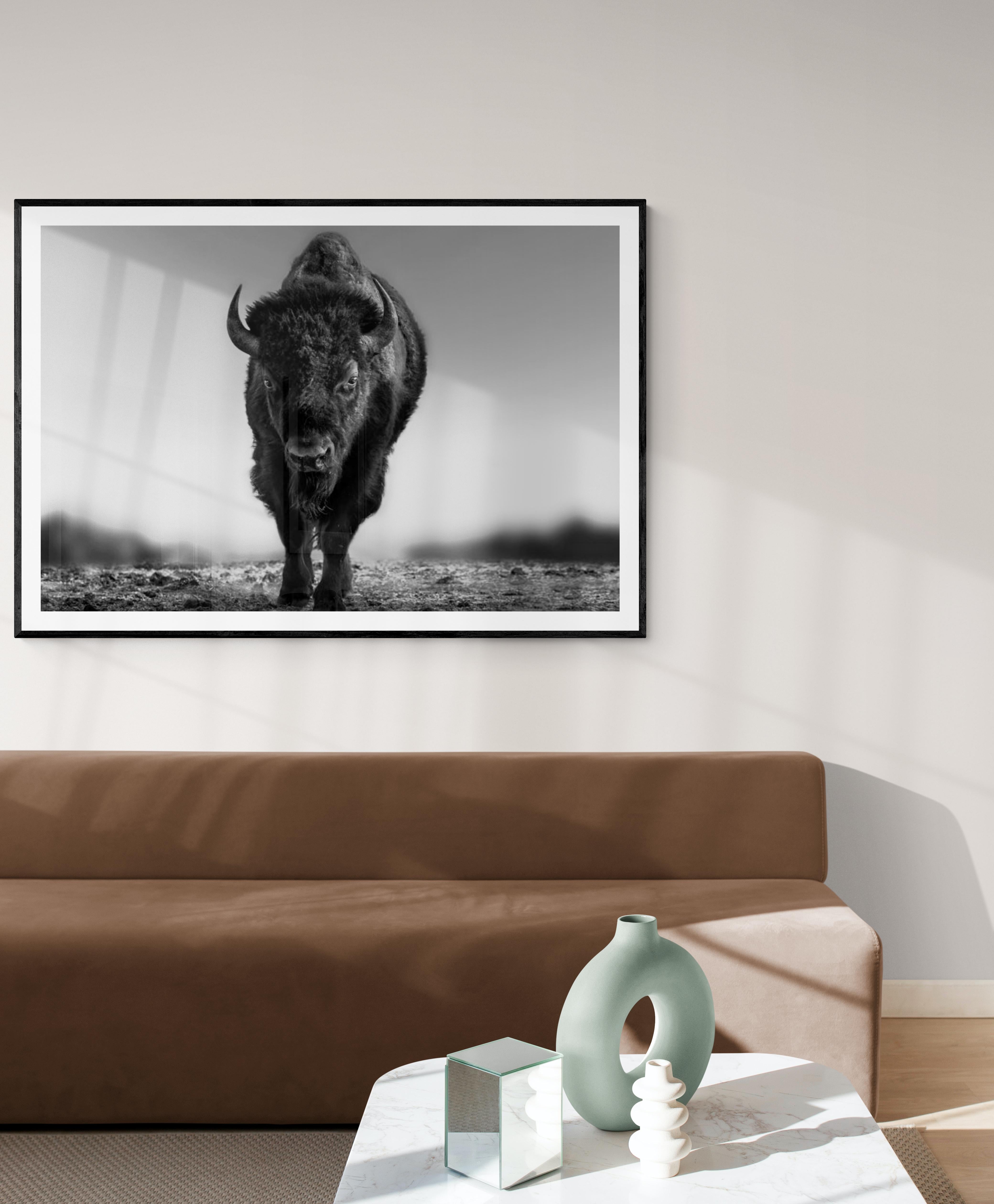 „The Beast“ 45x60 Schwarz-Schwarz-Weiß-Fotografie von Bison, Buffalo-Fotografie im Angebot 2