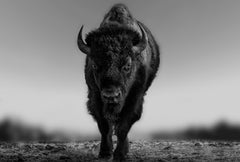 „The Beast“ 45x60 Schwarz-Schwarz-Weiß-Fotografie von Bison, Buffalo-Fotografie