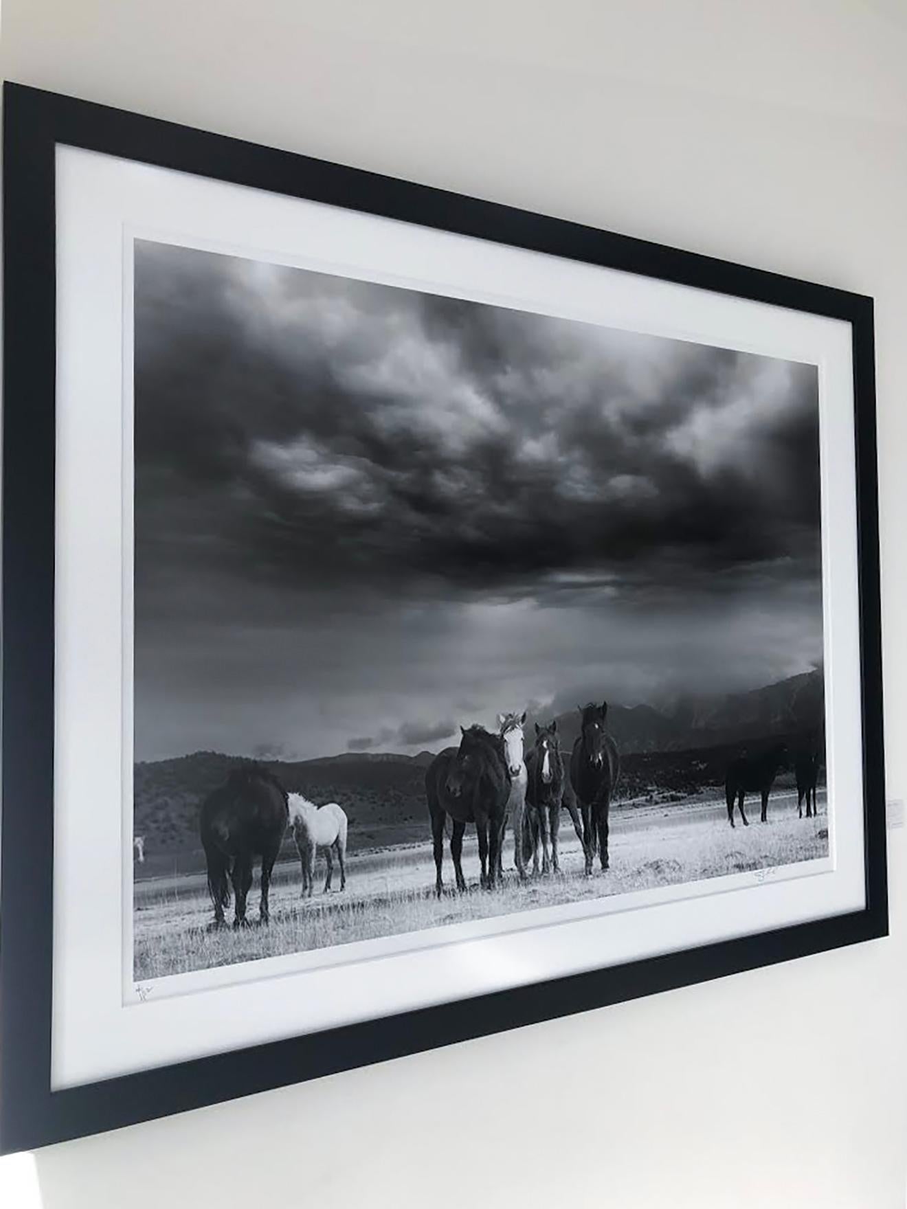 Il s'agit d'une photographie contemporaine en noir et blanc de mustangs sauvages américains. 
