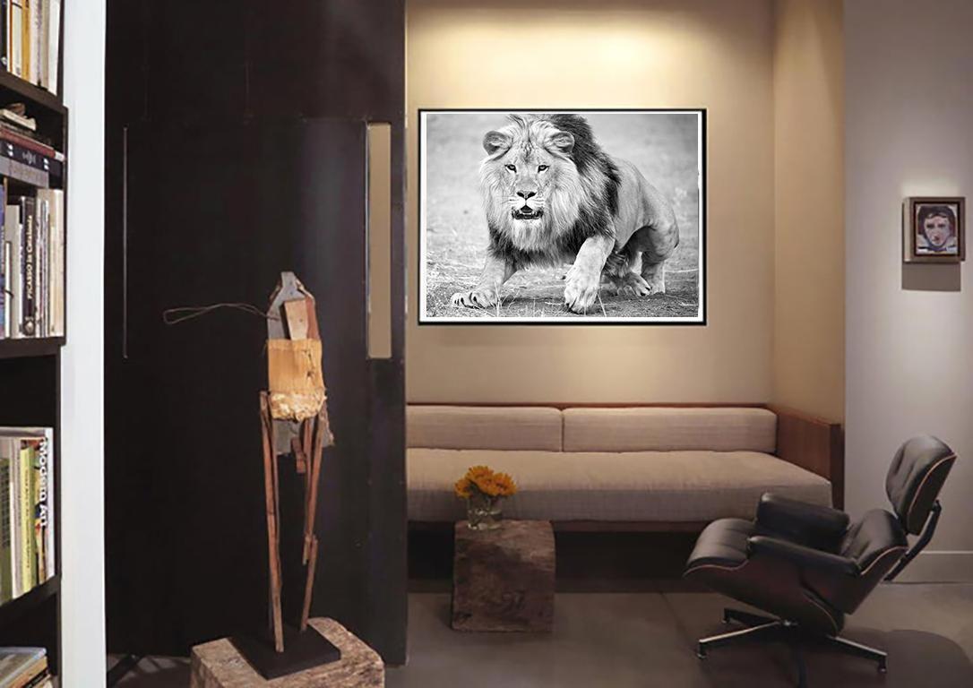 lion black and white clipart