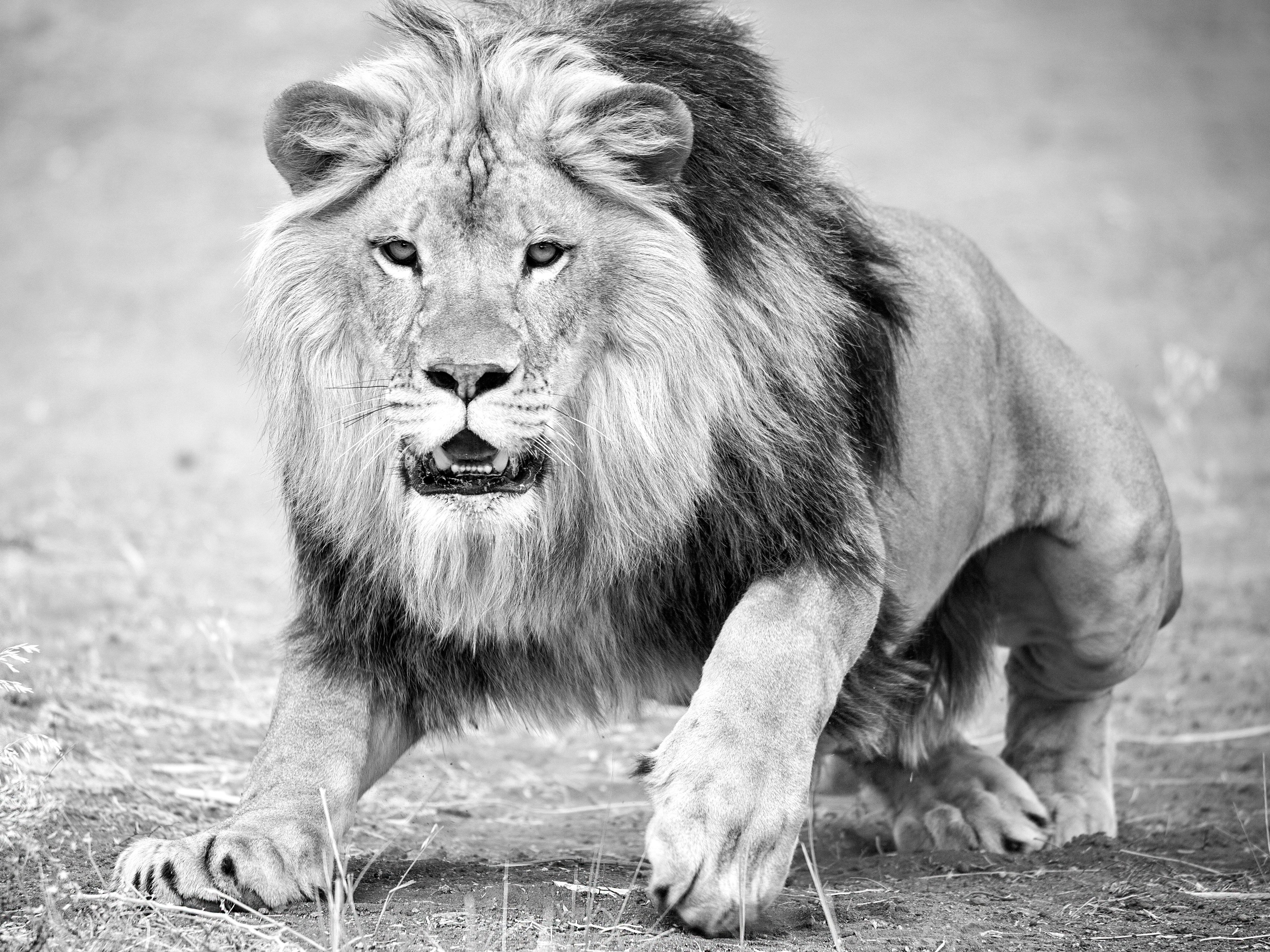 Animal Print Shane Russeck - "The Charge" 28x40 - Photographie en noir et blanc, Photographie de Lion, Tirage non signé