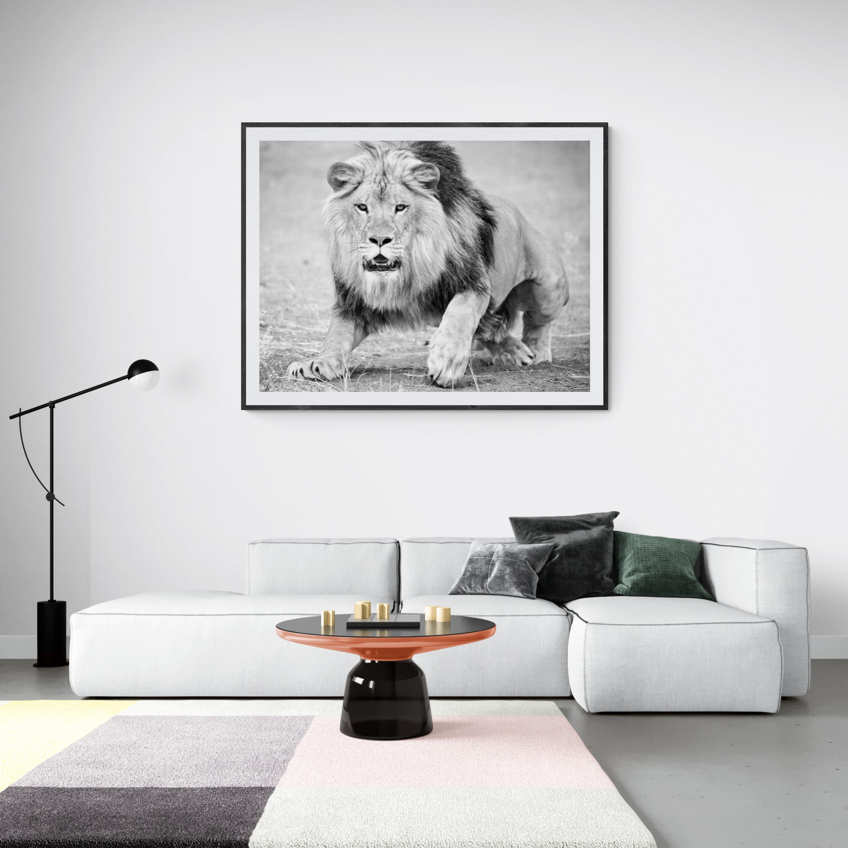 « The Charge » 36x48 - Photographie de lion en noir et blanc  - Print de Shane Russeck
