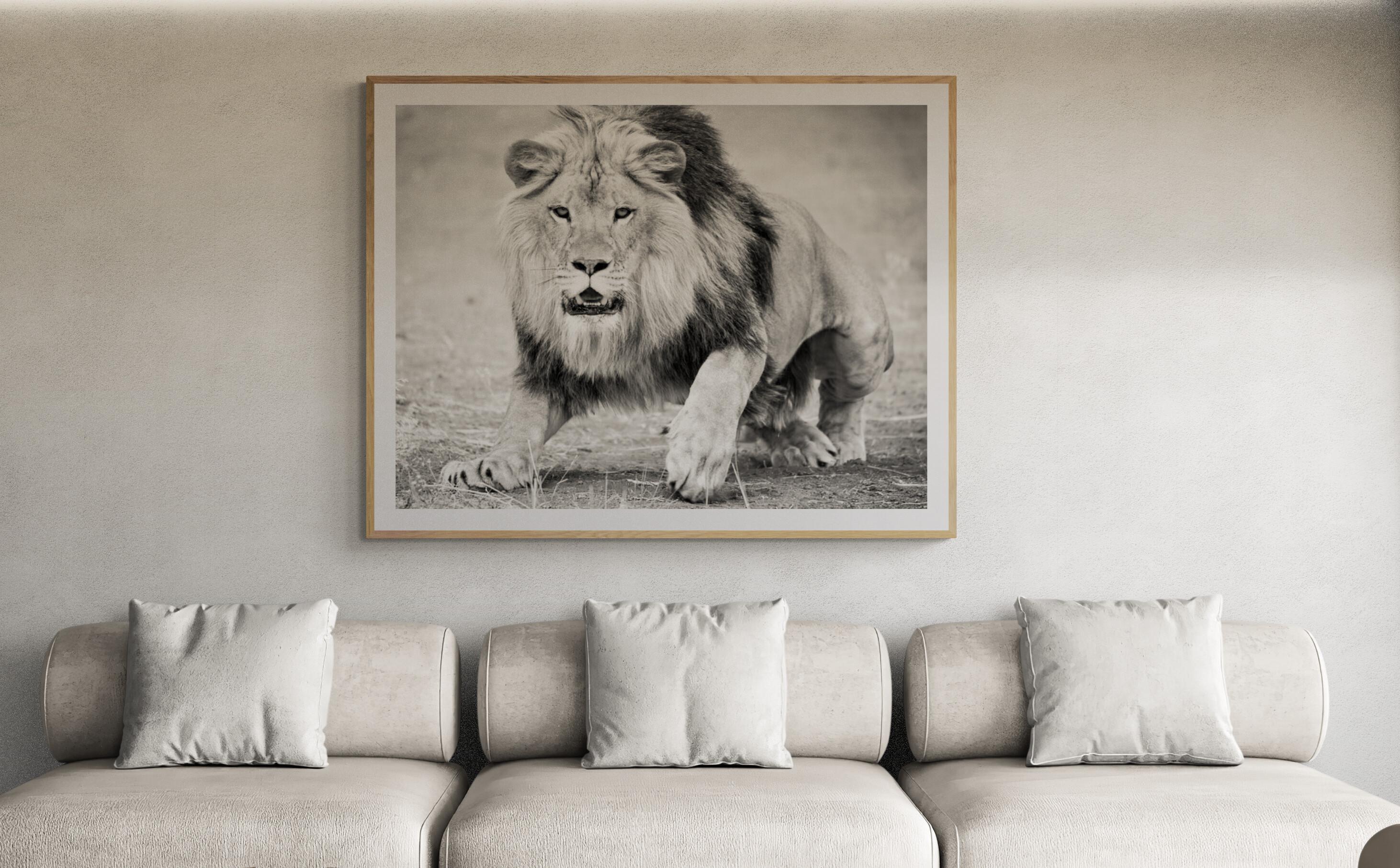 « The Charge » 36x48 - Photographie de lion en noir et blanc  en vente 1