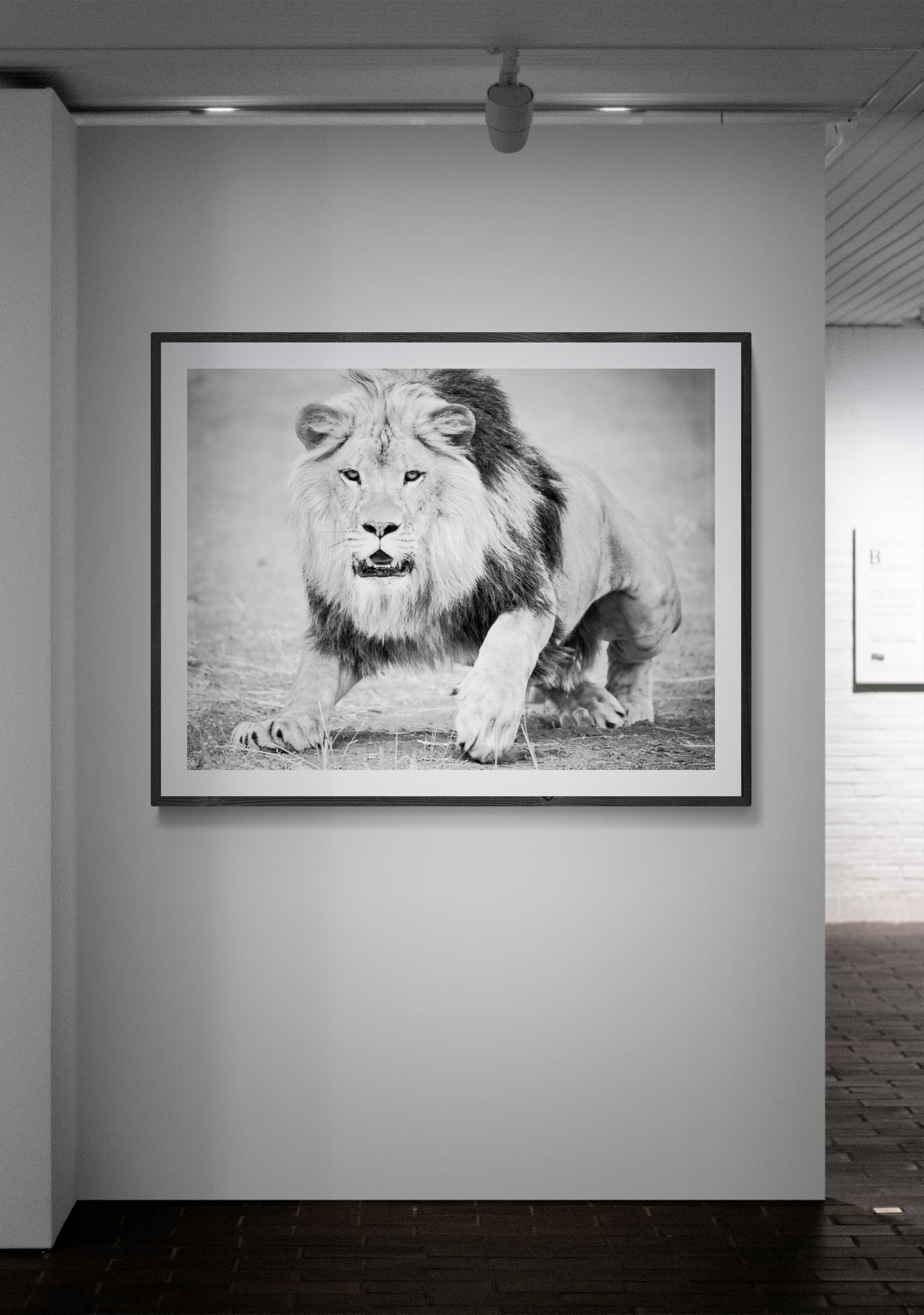 « The Charge » 36x48 - Photographie de lion en noir et blanc  en vente 2