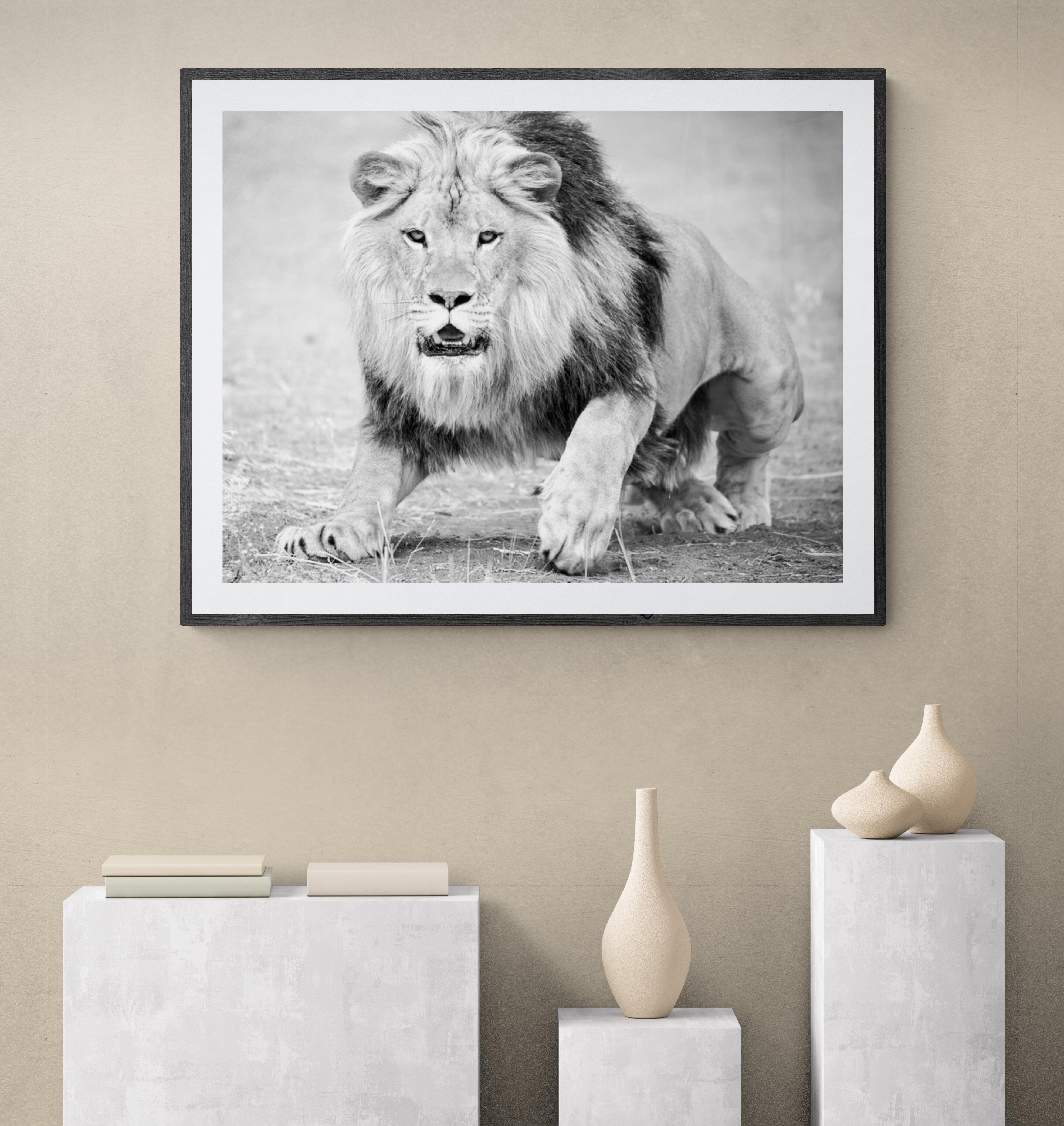 « The Charge » 36x48 - Photographie de lion en noir et blanc  en vente 3