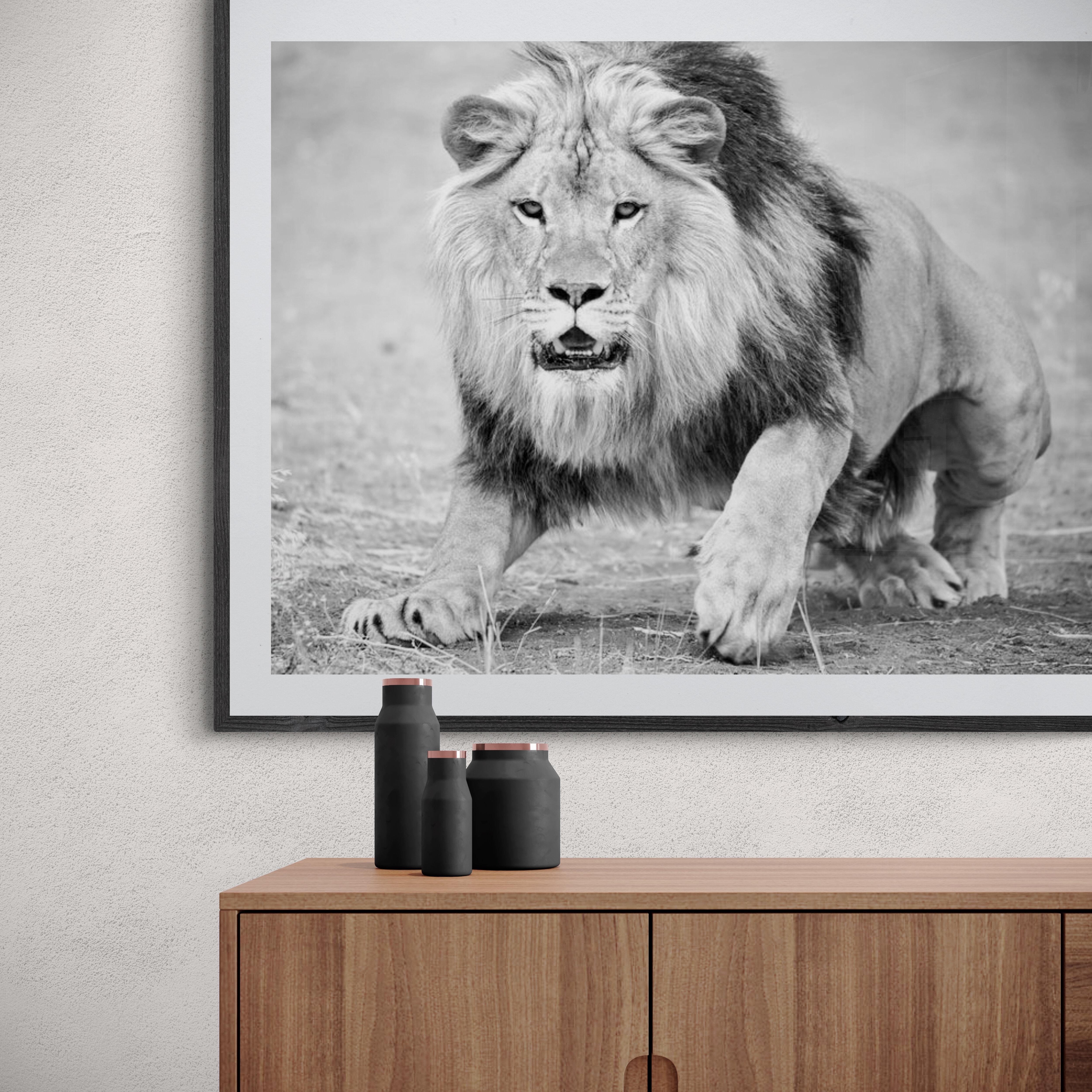 « The Charge » 36x48 - Photographie de lion en noir et blanc  en vente 4