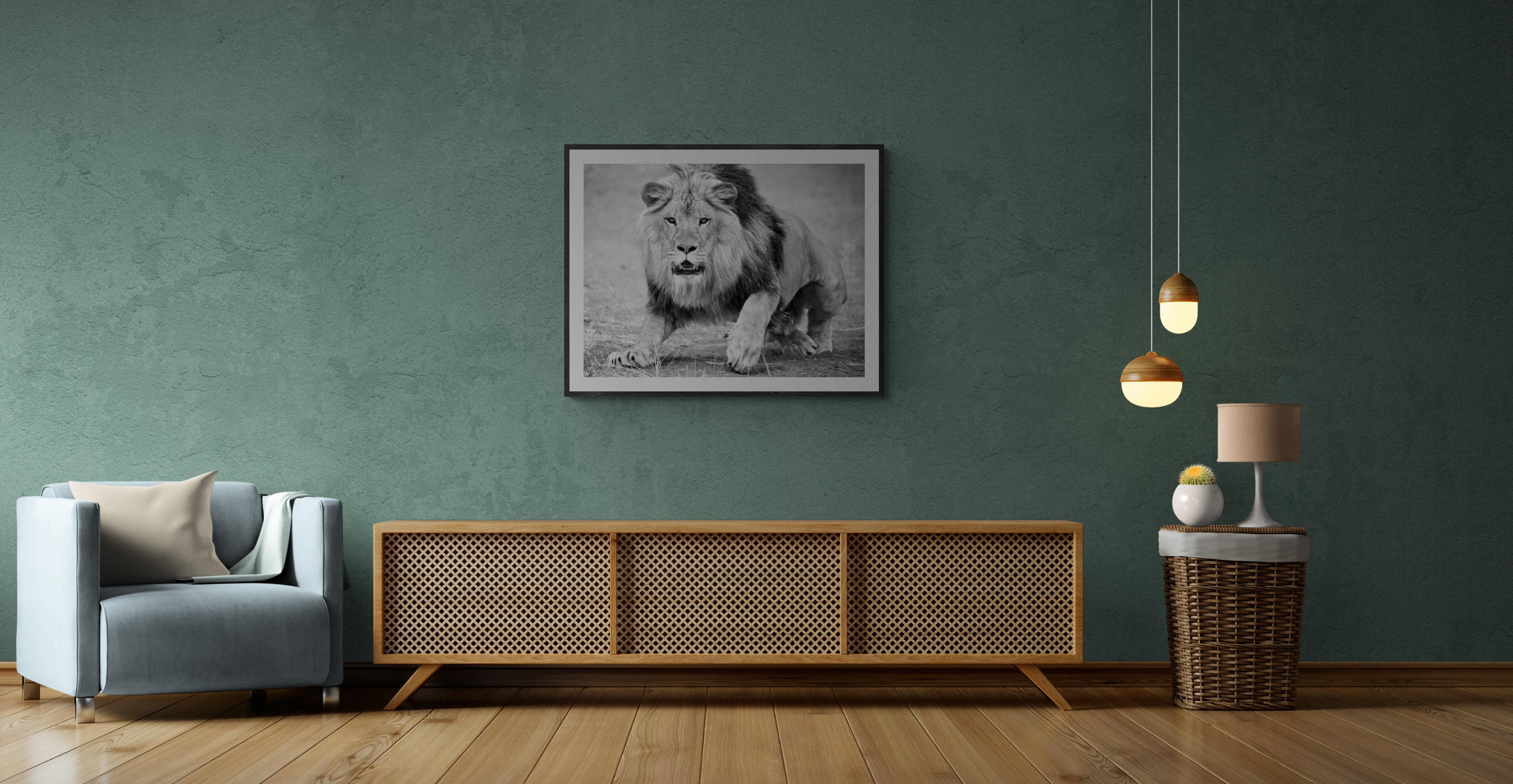 « The Charge » 36x48 - Photographie de lion en noir et blanc  en vente 5