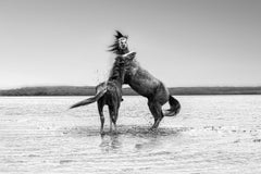 "The Pugilist" - 36x48 Black and White Photography of Wild Horses, Mustangs 