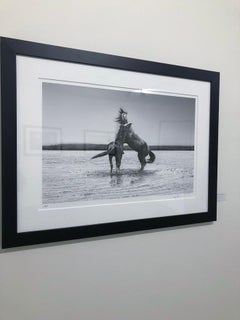 "The Pugilist" - 40x60 Black and White Photography of Wild Horses, Mustangs