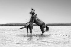 „Der Pugilist“ – 40x60 Schwarz-Weiß-Fotografie von Wildpferden, Senf 