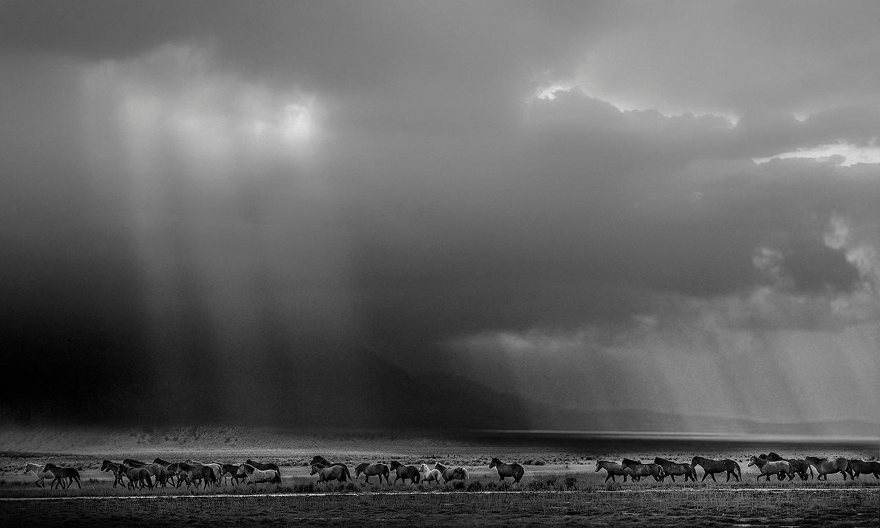 Animal Print Shane Russeck - « The Unforgiven » - Photographie 24x36 moutons, chevaux en noir et blanc - Chevaux sauvages