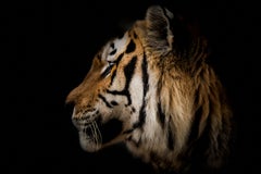 Tigerfotografie „Tiger-Porträt“ – 60x40 Fotografie, Wildlife-Kunst, unsigniert 