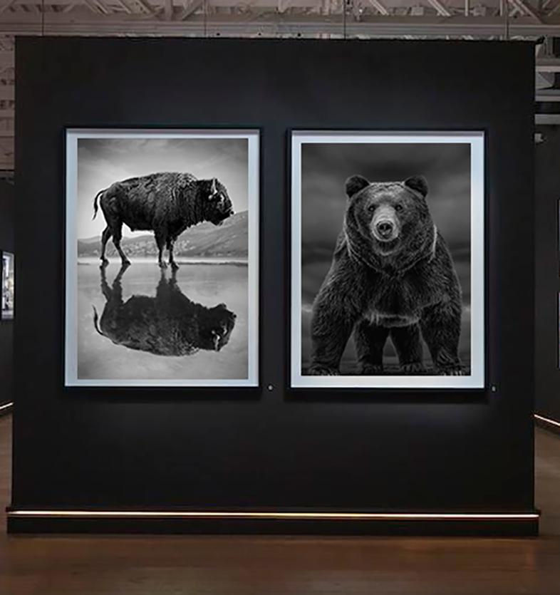 „Zeitungen wie diese“  40x40  Schwarz-Weiß-Fotografie mit Grizzly-Bär – Print von Shane Russeck