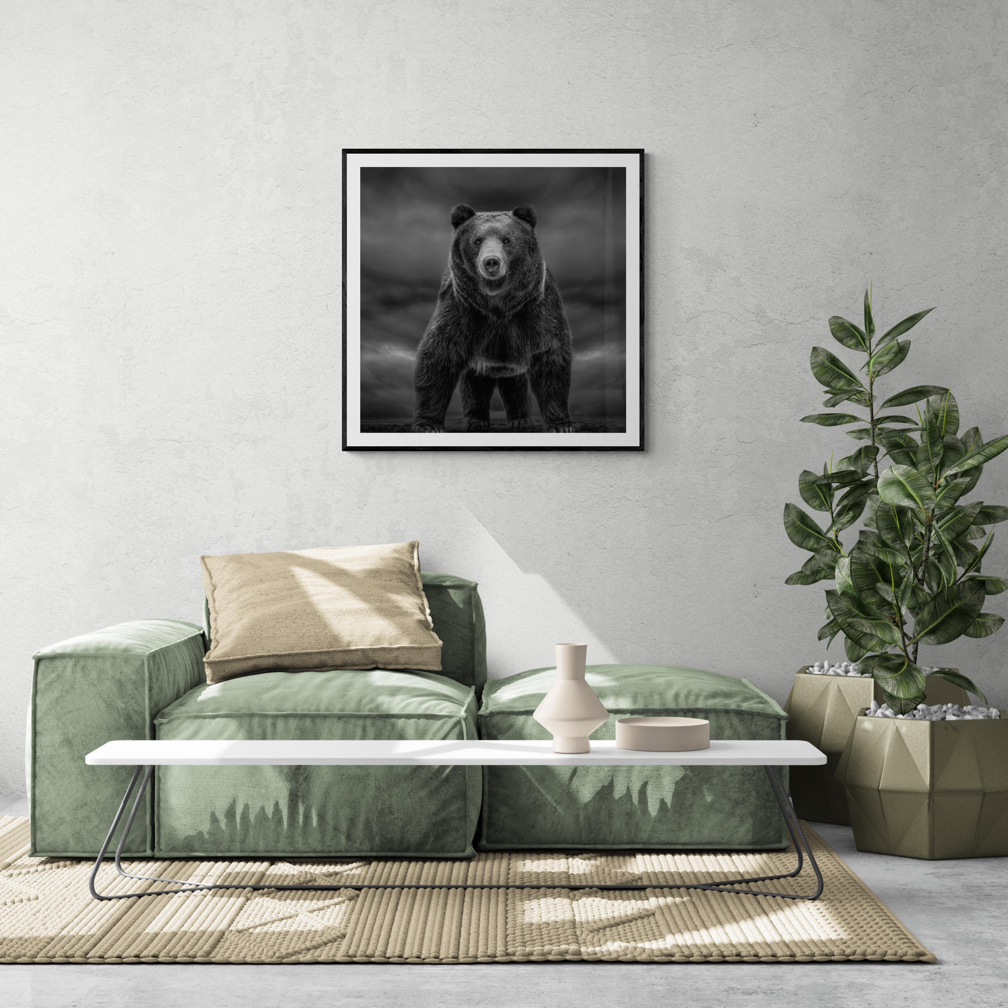 les temps comme ceux-ci  40x40  Photographie d'ours noir et blanc, Grizzly Bear en vente 1
