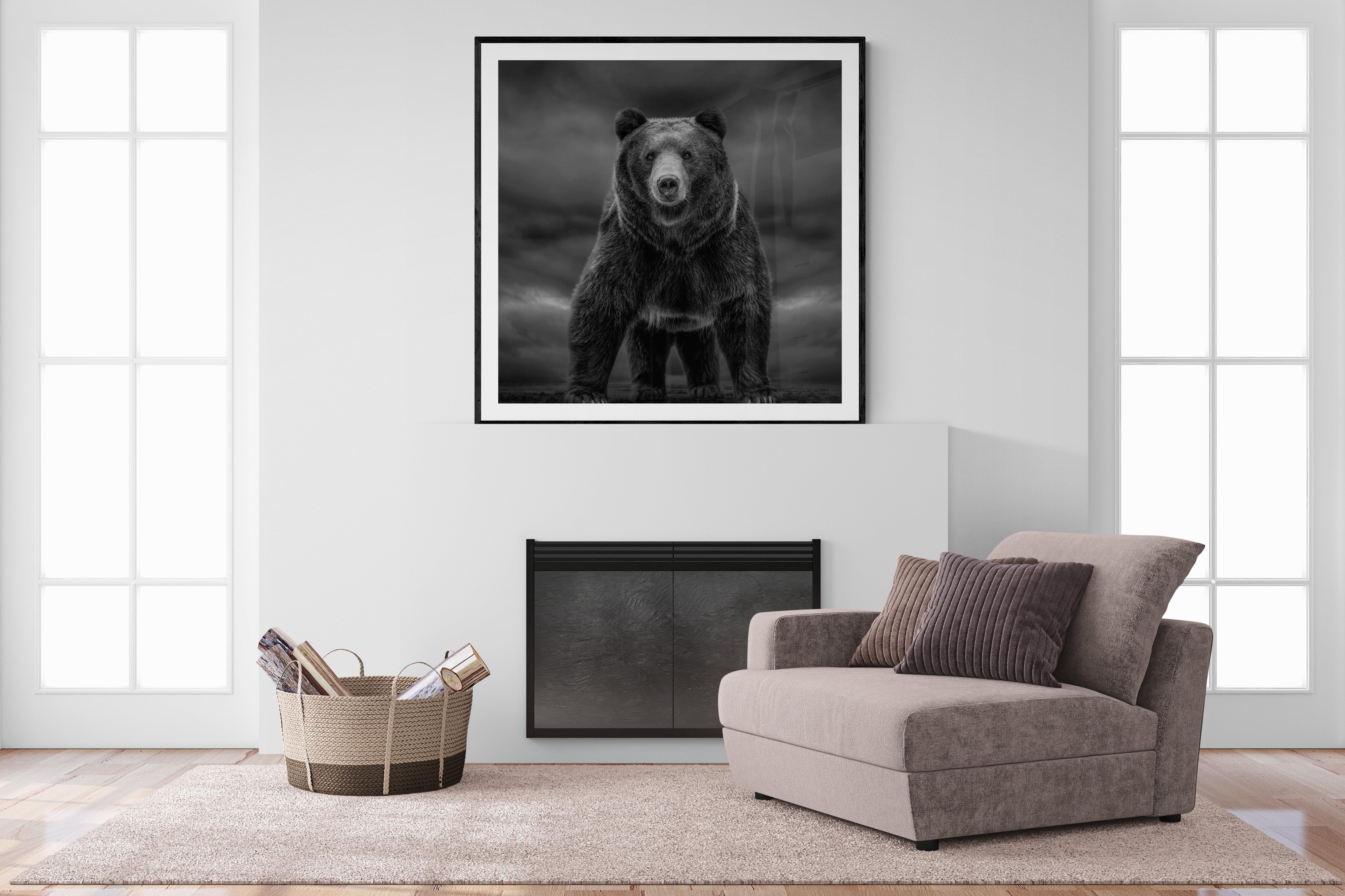 les temps comme ceux-ci  40x40  Photographie d'ours noir et blanc, Grizzly Bear 3