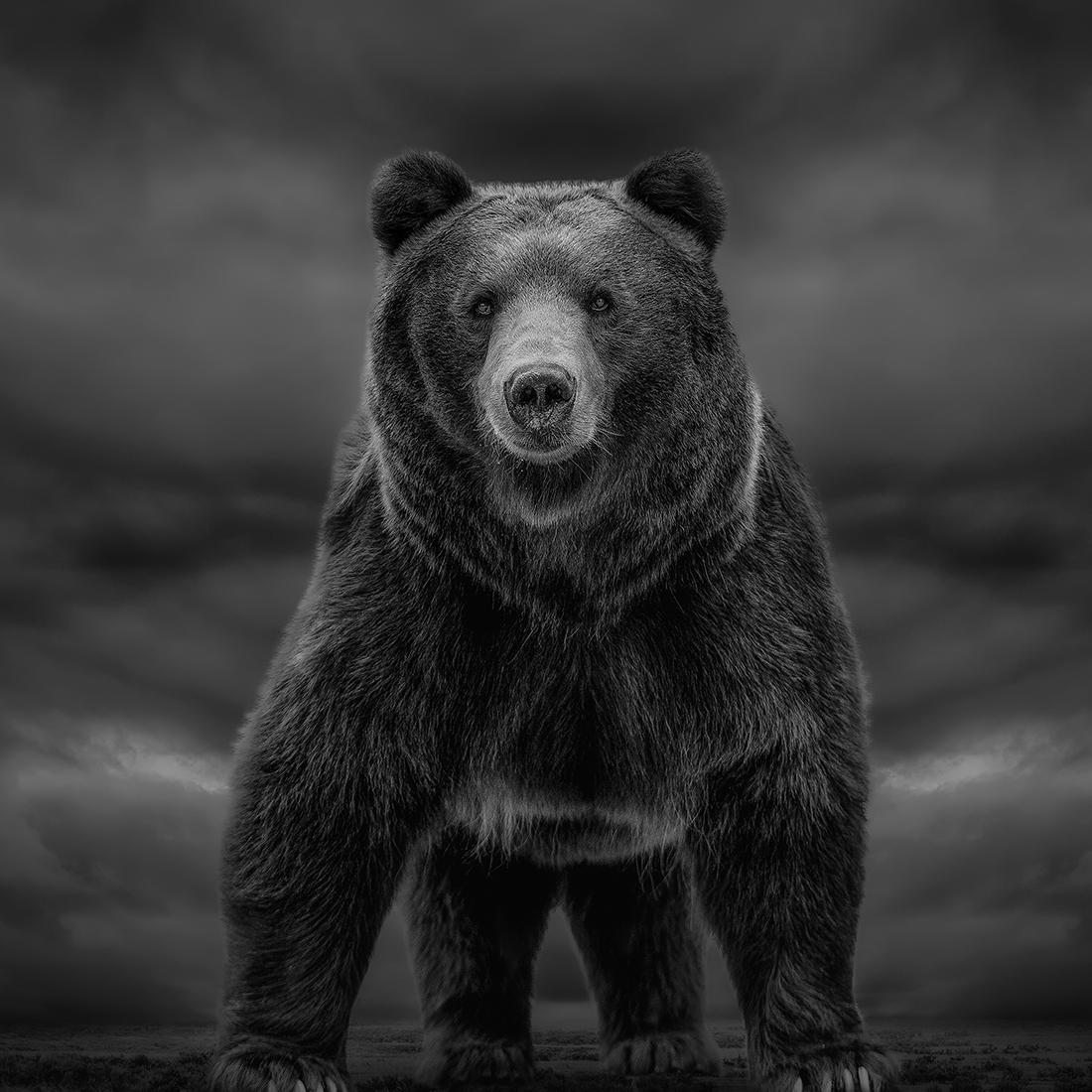 Black and White Photograph Shane Russeck - les temps comme ceux-ci  40x40  Photographie d'ours noir et blanc, Grizzly Bear