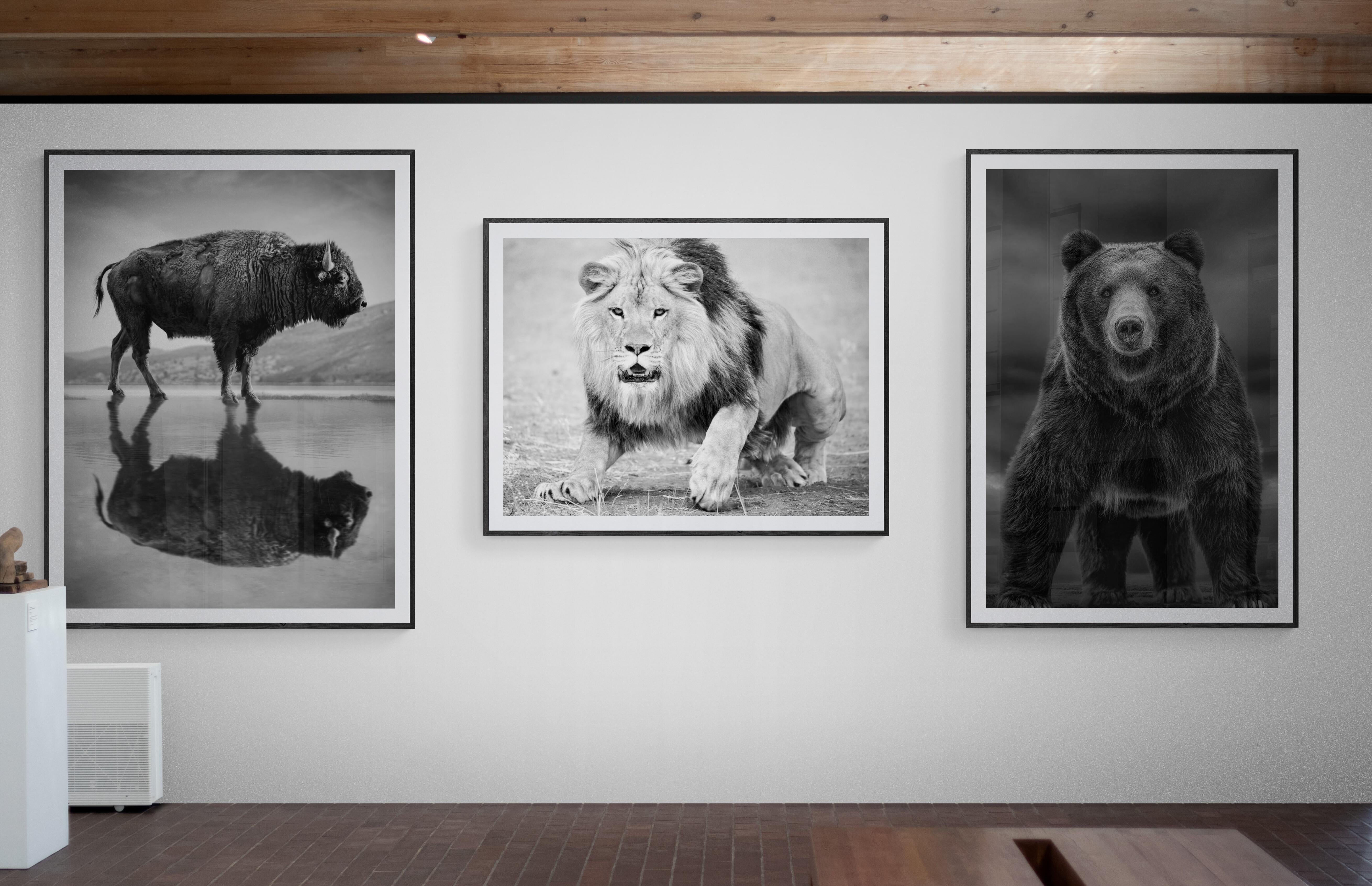 „Zeitungen wie diese“ 60x40  Schwarz-Weiß-Fotografie, Kodiak, Bär Grizzly  im Angebot 3
