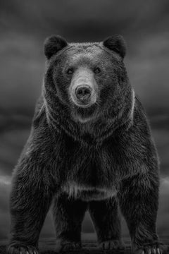 « Temps comme ceux-ci » 60x40 cm  Photographie en noir et blanc, Kodiak, ours Grizzly 