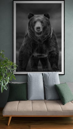 Times Like These 60x40 Black & White Photography, Kodiak, Bear Grizzly Unsigned