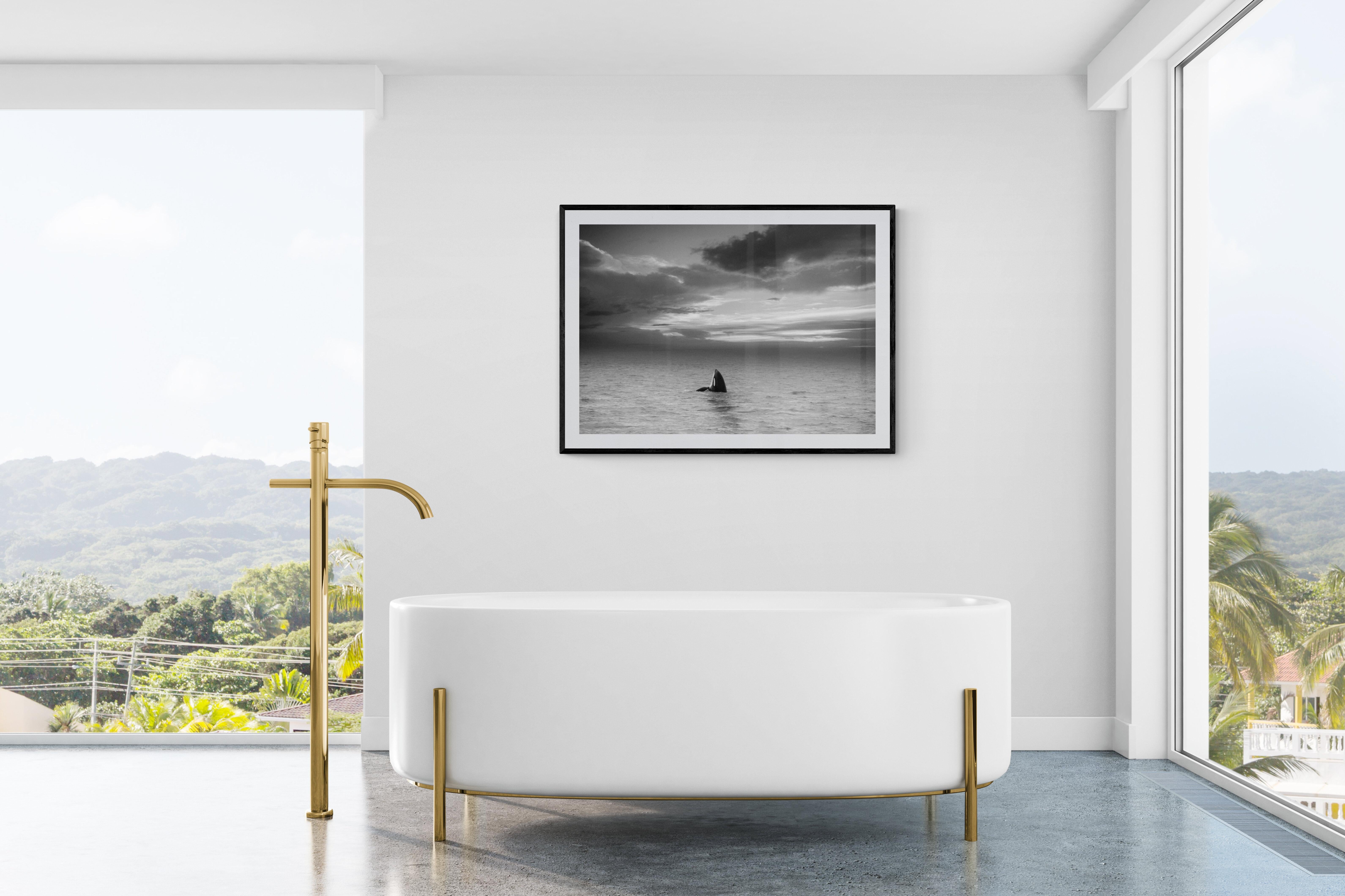 „To the Heavens“ 45x60 Last Photograph of Orca „Granny“ Killer Whale Fotografie – Print von Shane Russeck