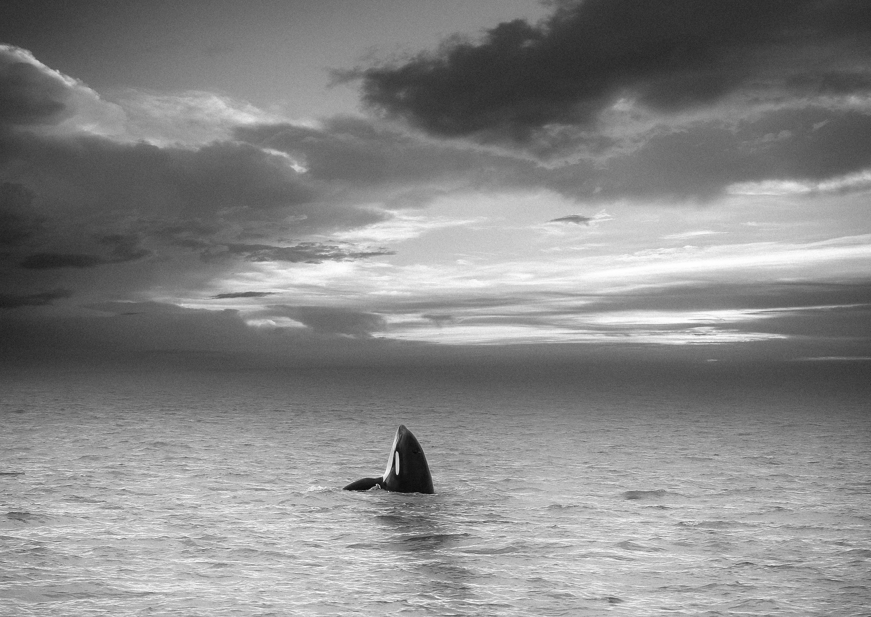 Shane Russeck Black and White Photograph - "To the Heavens" 45x60 Last Photograph of Orca "Granny" Killer Whale Photography