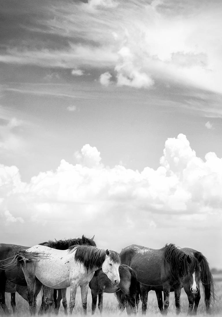 Trittico Mustangs Fotografia Fotografia Cavalli selvaggi 60x40 (Ogni stampa) Arte - Photograph di Shane Russeck