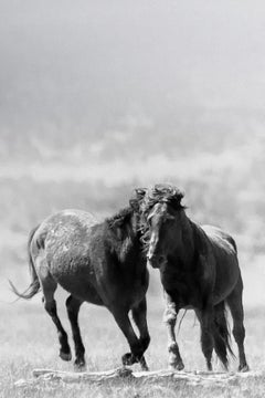 Triptych  "Mustangs" Photography Photograph Wild Horses 60x40 (Each print) Art