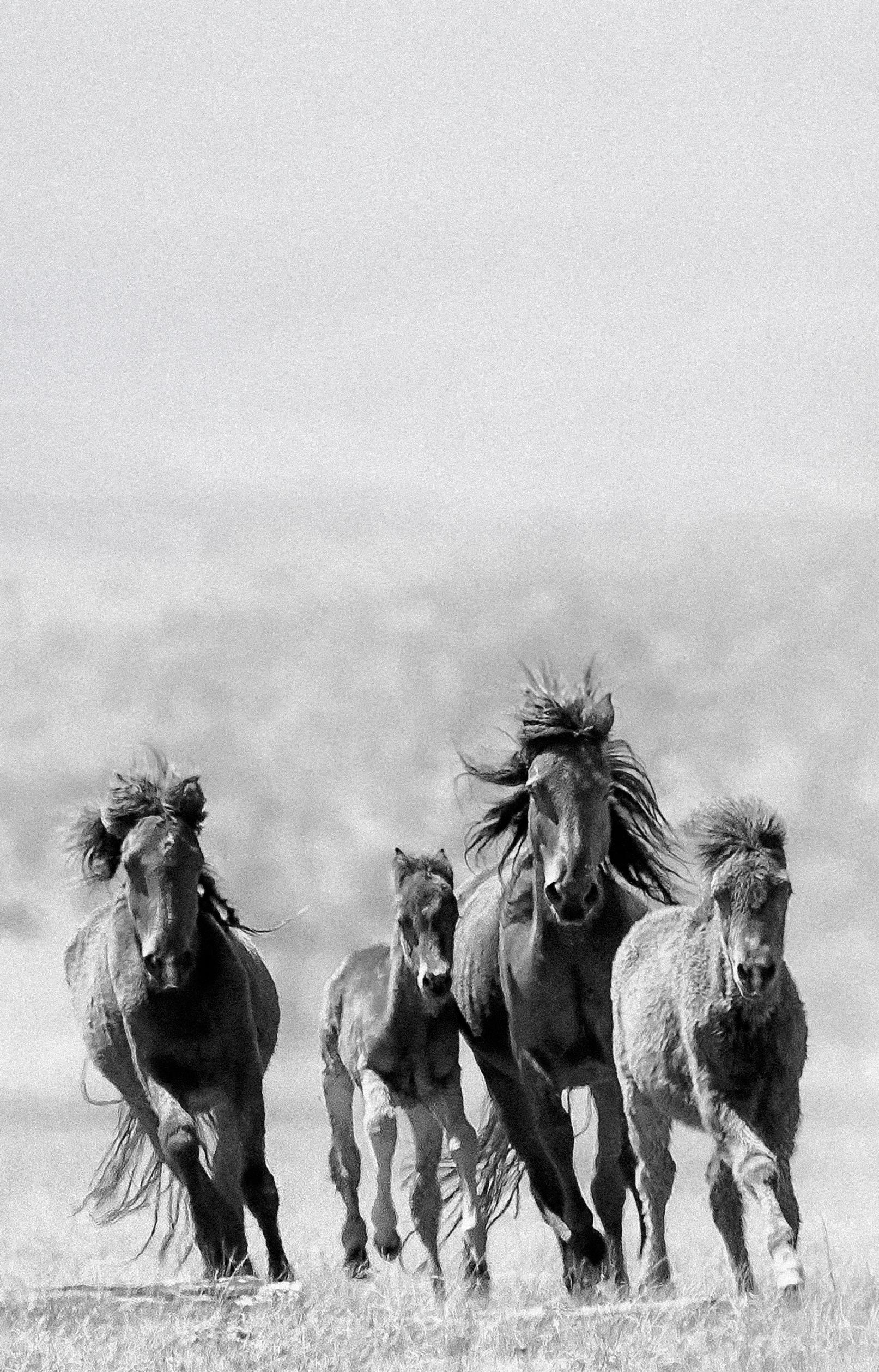 Triptychon  „Mustangs“ Fotografie von Wildpferden, 60x40 (Jeder Druck) Kunst (Grau), Black and White Photograph, von Shane Russeck