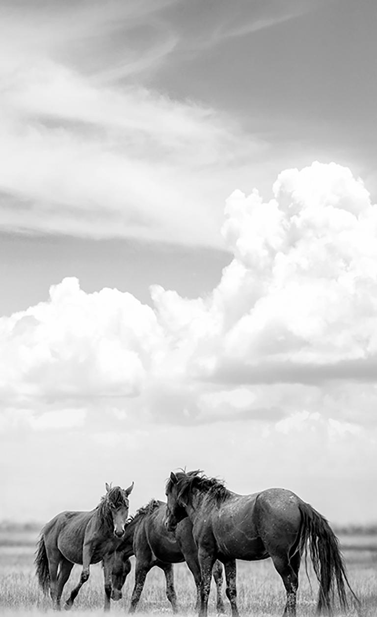 Dreifaches Triptychon Senffotografie Fotografie Wildpferde 60x40 (Jeder Druck) Kunst (Grau), Black and White Photograph, von Shane Russeck