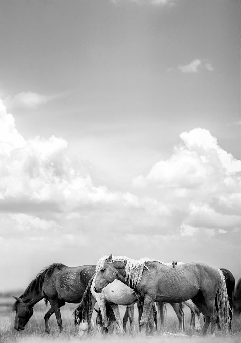 Triptych Mustangs Photography Photograph Wild Horses 60x40 (Each print) Art - Gray Animal Print by Shane Russeck
