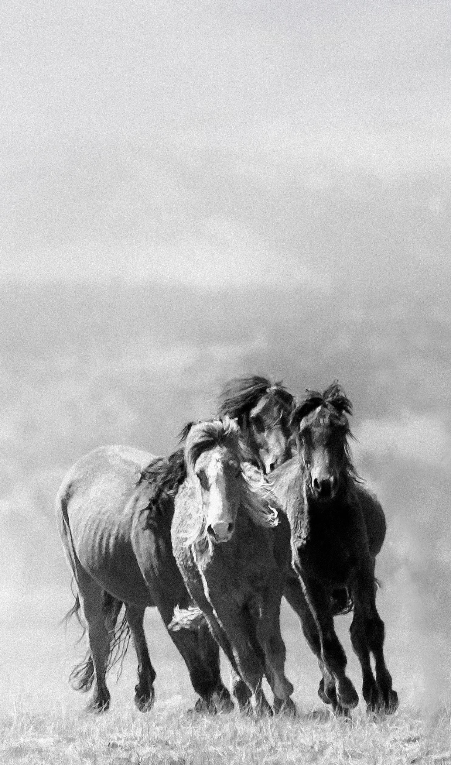 Triptyque  Photographie « Mustangs » - Chevaux sauvages 60x40 (chaque tirage) 2