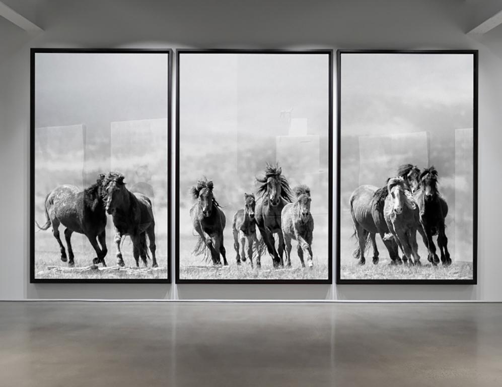 Shane Russeck Black and White Photograph - Triptych  "Mustangs" Photography Photograph Wild Horses 60x40 (Each print) Art