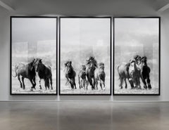 Triptych  "Mustangs" Photography Photograph Wild Horses 60x40 (Each print) Art