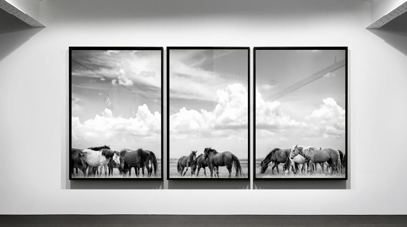 Black and White Photograph di Shane Russeck - Trittico Mustangs Fotografia Fotografia Cavalli selvaggi 60x40 (Ogni stampa) Arte