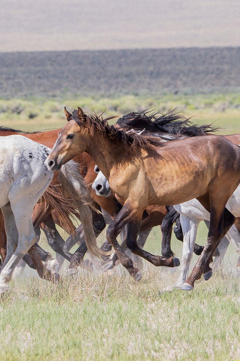  Triptyque « Running Mustangs » - Photographie d'art - Chevaux sauvages 24x36 (chaque tirage) en vente 1