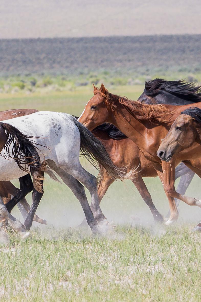  Triptyque « Running Mustangs » - Photographie d'art - Chevaux sauvages 24x36 (chaque tirage) en vente 2