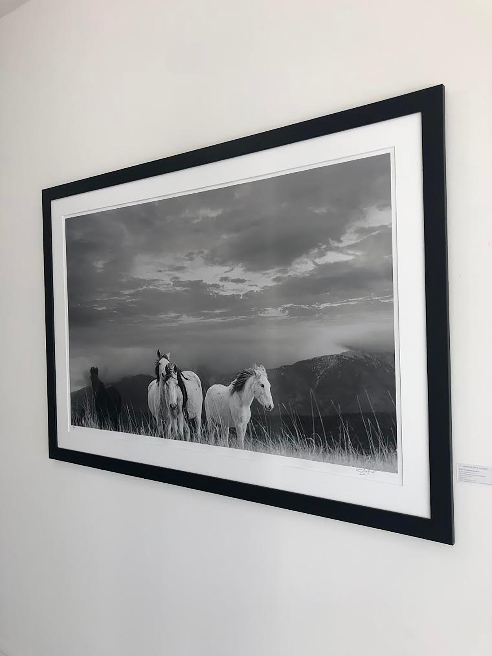 White Mountain Mustangs 36x48 -Black and White Photography  Wild Horses Mustangs - Gray Animal Print by Shane Russeck
