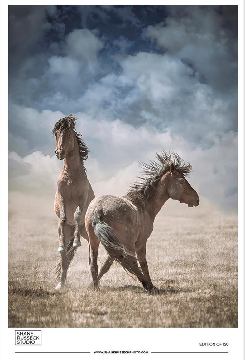 Shane Russeck Color Photograph - Wild Horses  Mustangs Gallery Poster- Photography Black and White Photograph Art